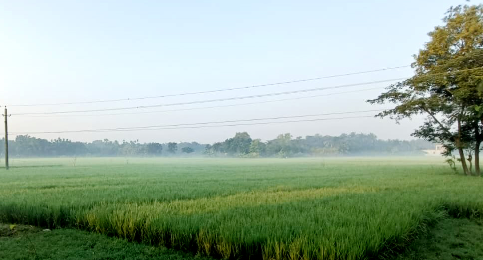 কুয়াশার চাদরে মোড়ানো প্রকৃতি, বাংলায় এল হেমন্ত